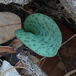Drimiopsis sp